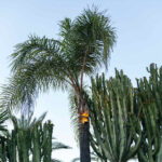 Hala Marbella Offers & Benefits